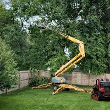 How Our Tree Care Process Works  in  North Great River, NY