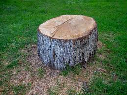 Best Tree Risk Assessment  in North Great River, NY
