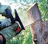 Best Utility Line Clearance  in North Great River, NY