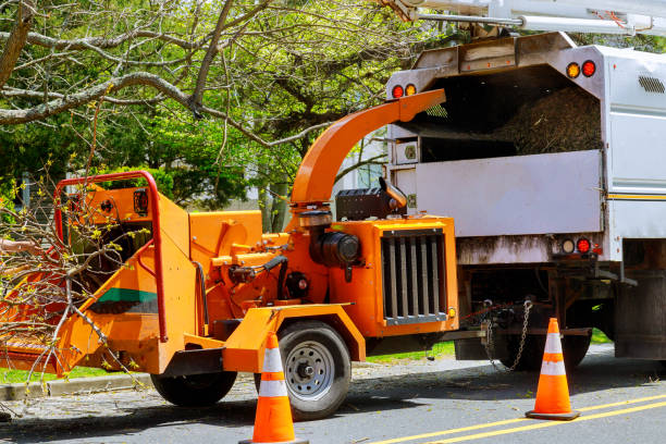 Best Tree Risk Assessment  in North Great River, NY