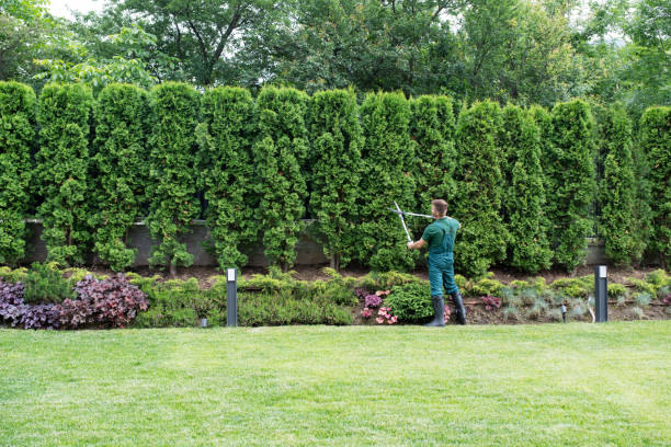Best Tree Removal  in North Great River, NY