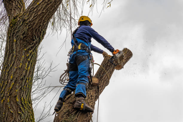 Best Tree and Shrub Care  in North Great River, NY