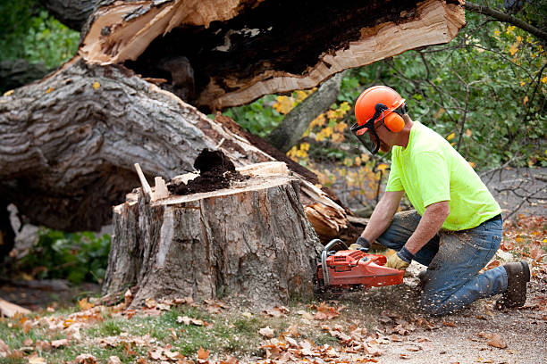 Best Hazardous Tree Removal  in North Great River, NY