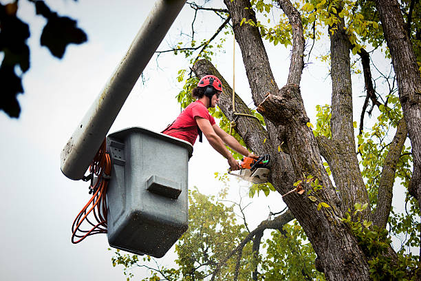 Trusted North Great River, NY Tree Services Experts