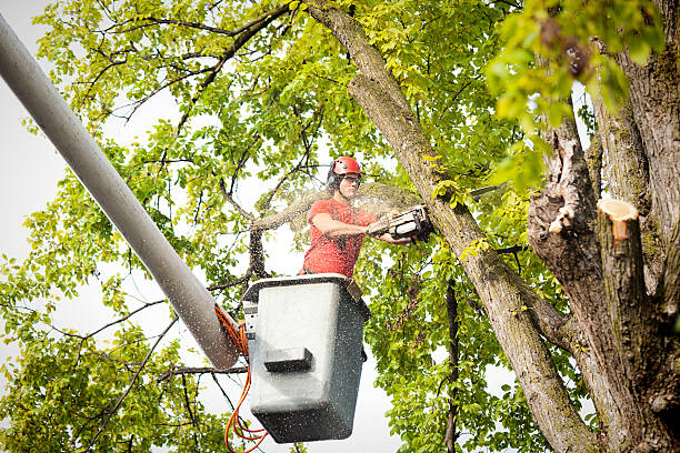 Best Stump Grinding and Removal  in North Great River, NY