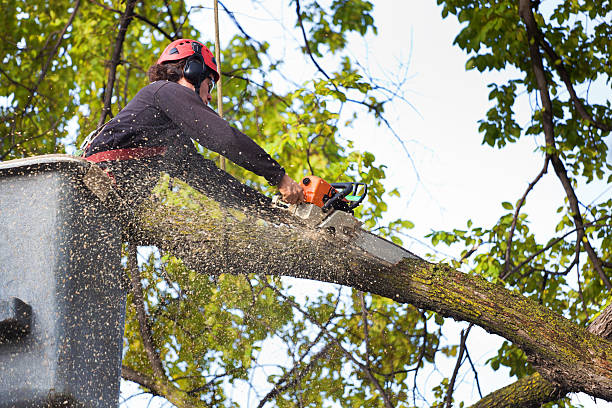 Best Root Management and Removal  in North Great River, NY